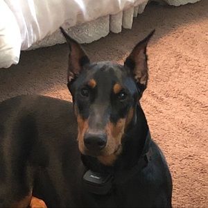 Meet your Posher, Robin